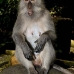 monkey_macaque_balinese_mf_ubud_v_0603_bal0609.jpg